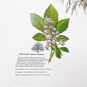 Flowers of the Materia Medica Poster