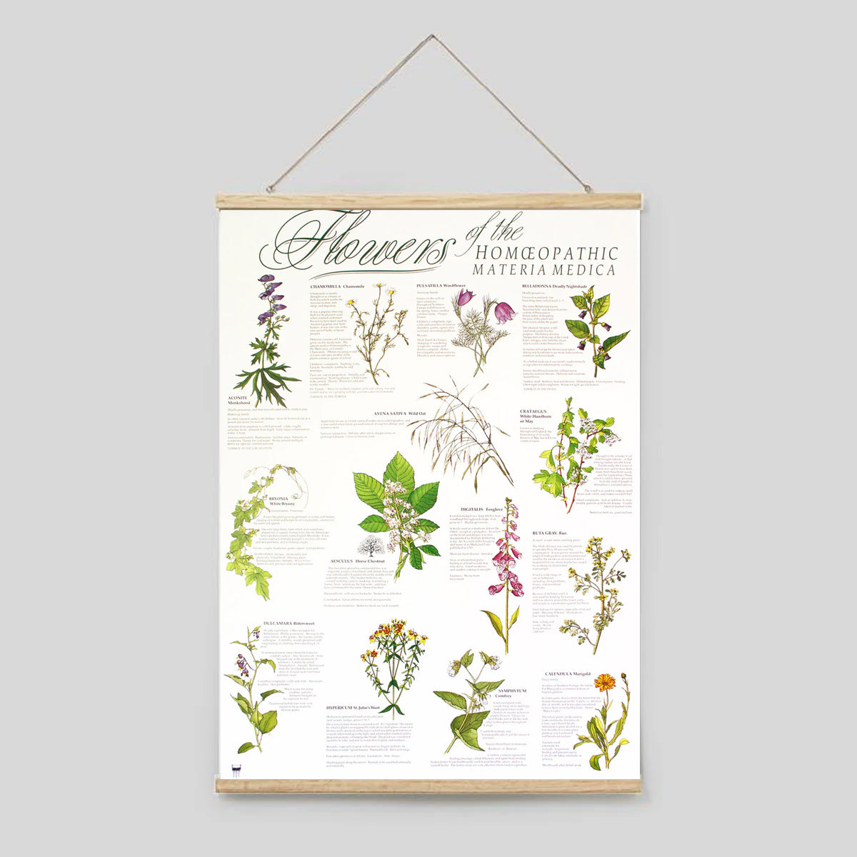 Flowers of the Materia Medica Poster